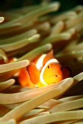 Clownfish playing in the current! Canon 20D, Macro 60mm l... by Danielle Caceres-Bricheno 